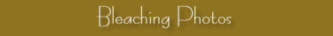 Bleaching Photos